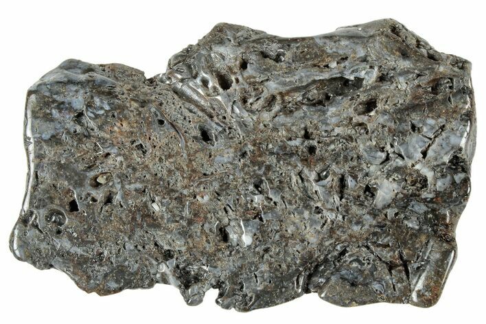 Polished Rhynie Chert - Early Devonian Vascular Plant Fossils #318909